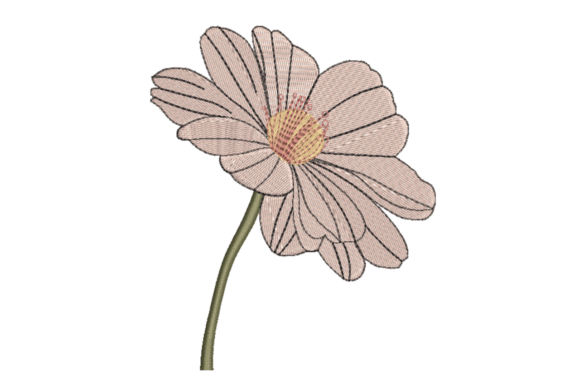 Blush Daisy Flower